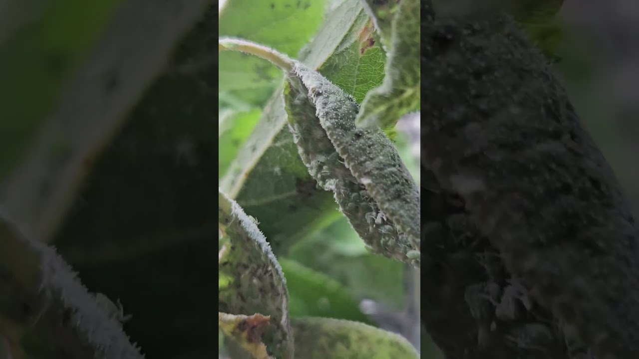 A new species: Propylea quatourdecimpunctata in the experiments 