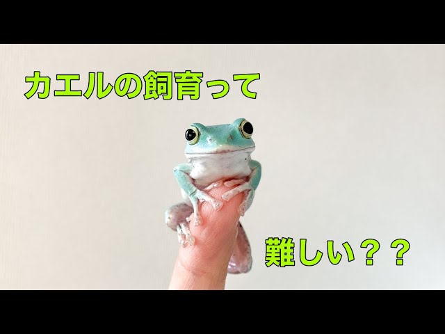 カエル飼育って難しい Youtube