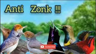 Suara pikat Prenjak Ribut Kombinasi Kolibri Ribut||Suara Pikat Burung Kecil Ampuh