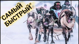 видео: ГОНКИ НА ОЛЕНЯХ  картинка: ГОНКИ НА ОЛЕНЯХ