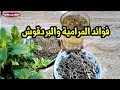 فوائد المرامية والبردقوش    فائدة فى عشبة المرامية والبردقوش   