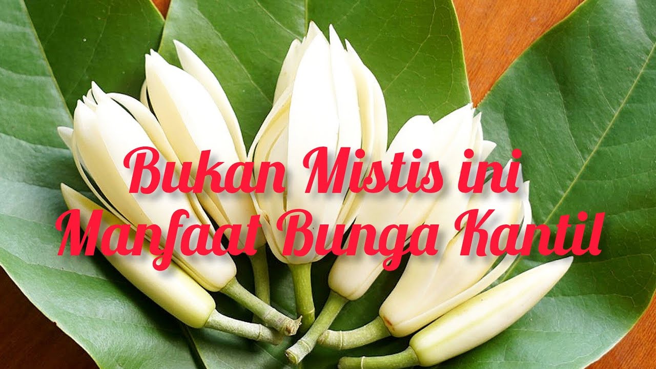 Bukan Mistis ini Manfaat Bunga Kantil - YouTube