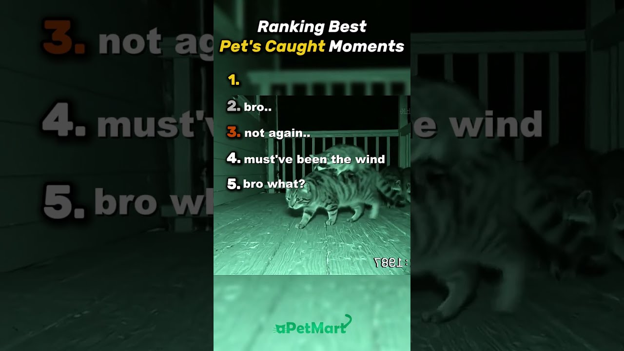 Top 5 Pets Pet Funnyanimals Animals Funnypets Cat Catsofinstagram Fyp Cute Dog