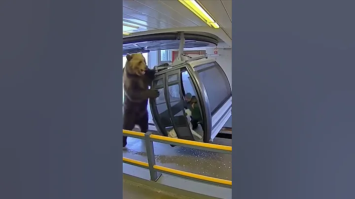 Grizzly Bear Attack In Stuck Gondola Cabin YOU CAN'T ESCAPE #sora2 #grizzlybear #viralreels #bears