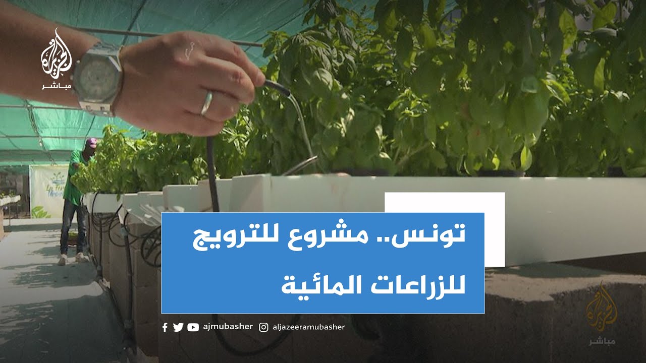 تونسي ينشىئ مشروعا للترويج للزراعات المائية في ظل الجفاف الذي تعاني منه البلاد