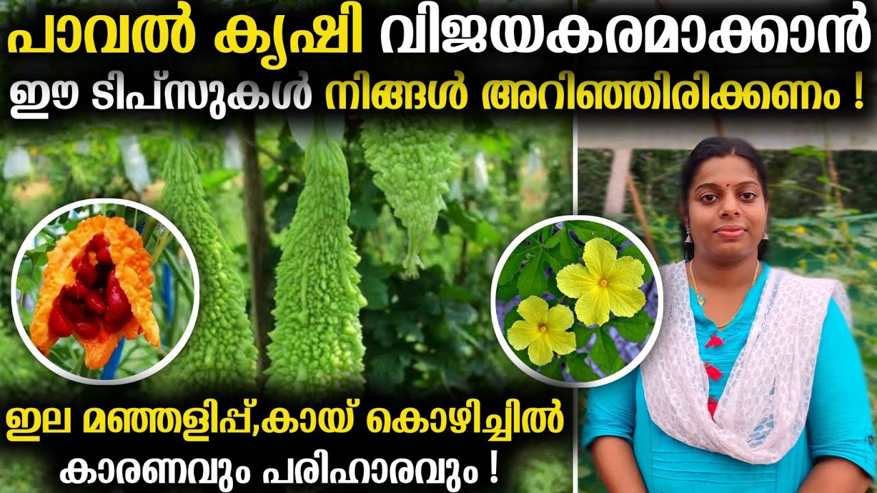 Bitter gourd Farming You must know these tips to make Bitter Gourd