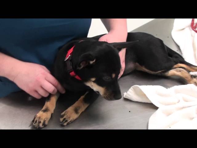 Fish Hook Caught in Dog's Paw - YouTube