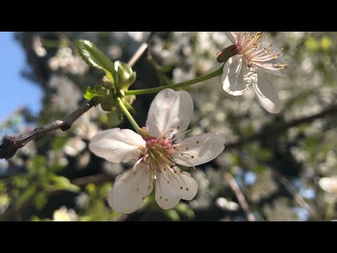 تصویری: چه گل ها و گیاهان زینتی می توانند تخت گل های شما را از بهار تا پاییز تزئین کنند