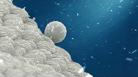 14 December 2025 - Lund University Bioimaging Centre - Christmas Calendar 2025