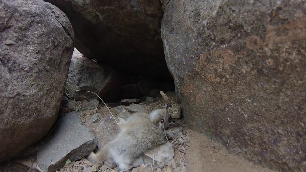 adventure academy Prairie Rattlesnake tags Rabbit