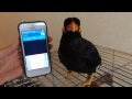 あべちゃん:翻訳してみた その2