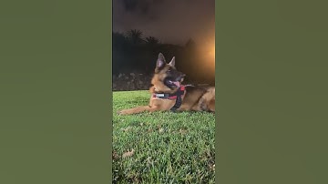 #onix #video #germanshepherd #reels #happy #funny