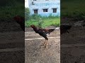 Aseel Rooster crowing #aseelmurga #aseel #sandakozhi #yakuth#rooster