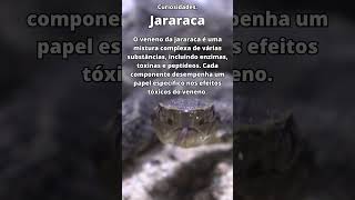 Jararaca - Curiosidades#3