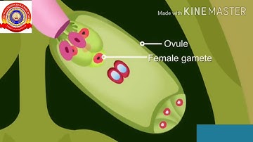 KRSMA#Standard 6 Basic Science Part 3 Chapter 3 Flower To Flower.