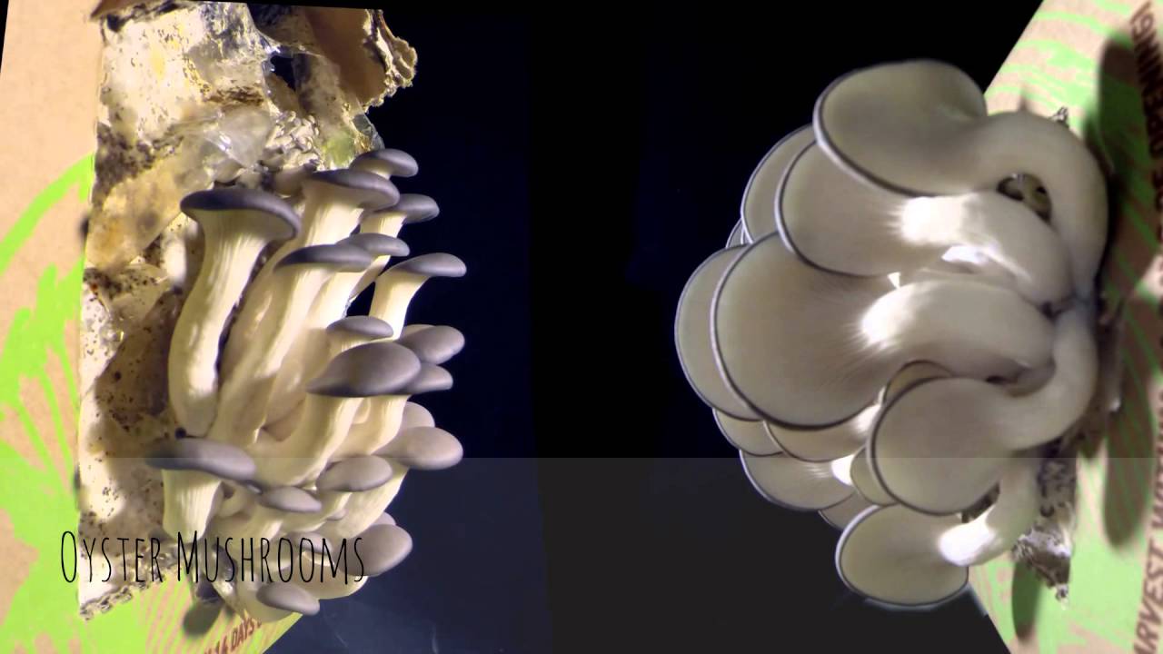 Mushrooms Growing Time Lapse Trippy Mushrooms Growing Video YouTube