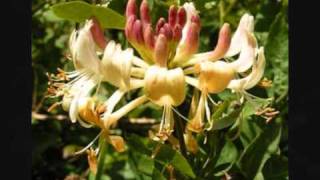 Flora and Nature of the Arrabida Hills