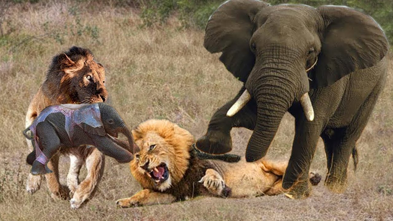 Включи наше животное. Прайд Львов против слона.