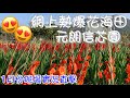 人氣花海熱點元朗信芯園 | 玫瑰隧道紫藤花隧道南瓜車 | 劍蘭百合花海 | 現場直擊1月份最新現況 |  香港好去處 | 假日親子遊 | 年宵花市 | 附上水出發交通指南