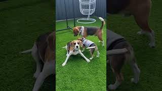 # Beagle in action  #Shadow # Angel # Junior