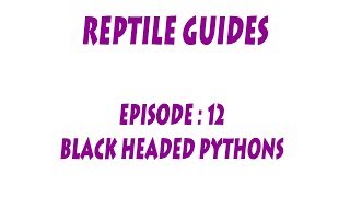 S'N'A GUIDES: Black-Headed Pythons (Aspidites melanocephalus)