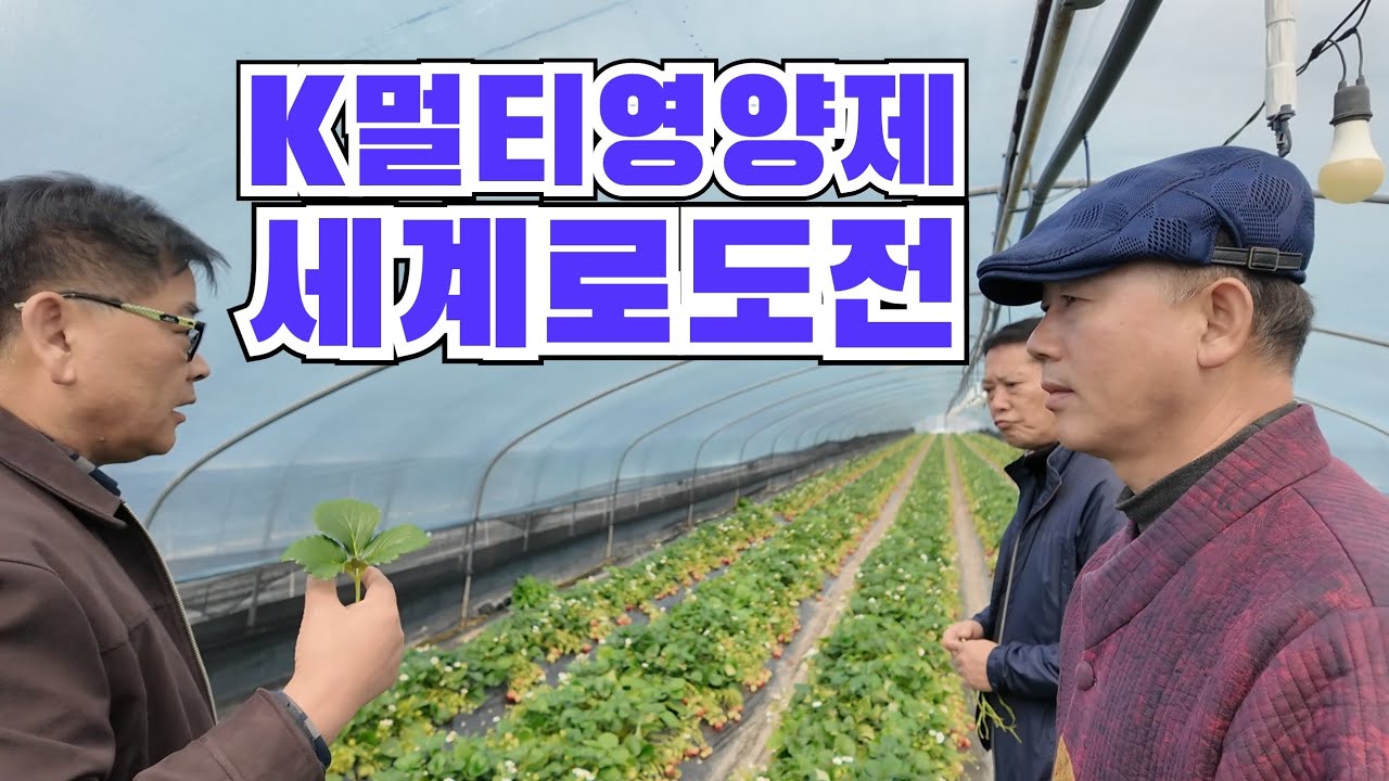 304)그린톡톡 K식물종합영양제 로 도전 밀양딸기밭 현장답사 #딸기다수확#멀티영양제