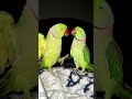 #parrot #talkingparot #birds #jungkook #fruit #eating #food #eatingshow #shorts #ytshorts #reels #yt