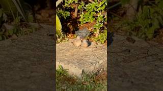 Bird’s in Love in Suan Luang Rama IX Park, Bangkok | 4K Nature Ambience  #nature #thailand #garden