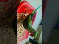 parrot sound #shortvideo #viralvideo #viral #youtubeshorts #ytshorts #love #like
