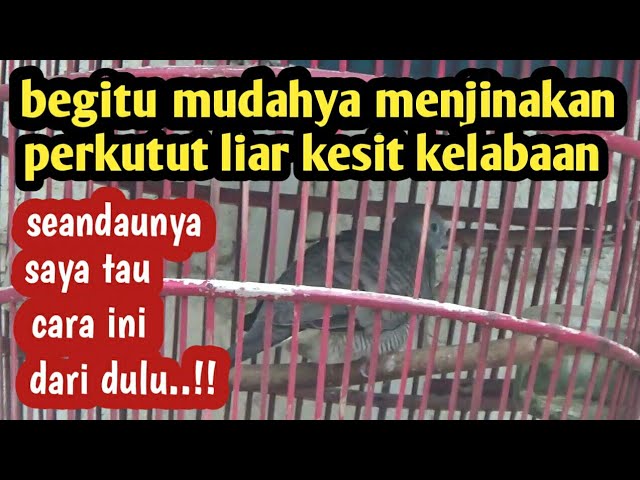 Begitu mudahnya..!! Menjinakan burung perkutut liar kesit kelaban,seandainya saya tau dari dulu..!! class=