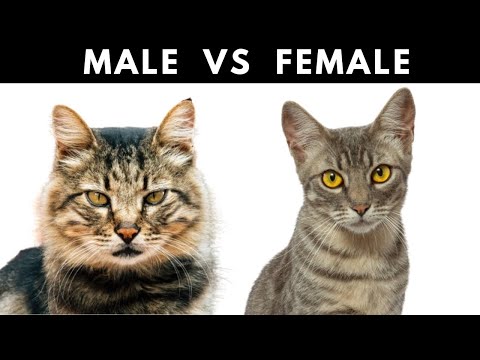 The Crucial Differences