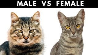 The Crucial Differences Between MALE & FEMALE Cats