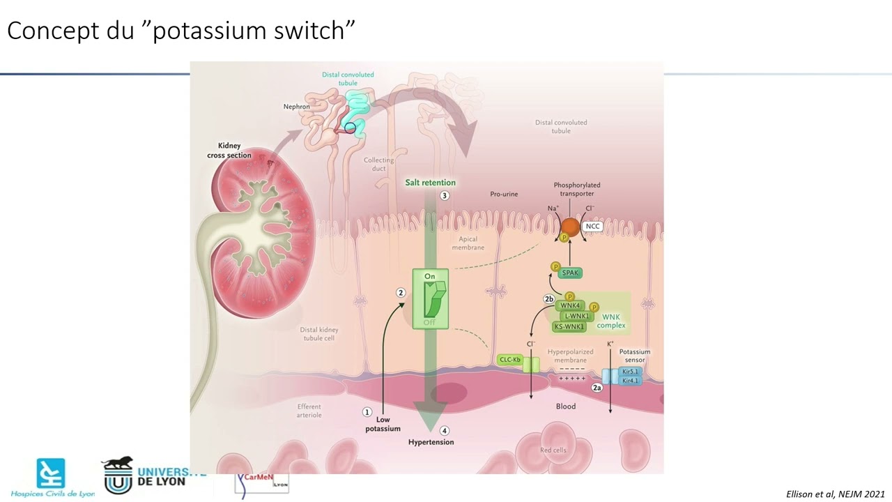 Rencontres Nephro-Diet 2023 : : « Pratiques en nutrition : De la néphroprotection à la dialyse »