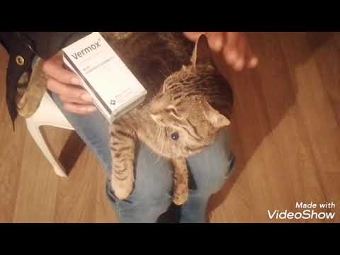 كيفية علاج القطط من الديدان وتخلص منه بصفة نهائية