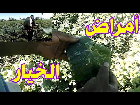 فيديو: طرق مكافحة آفات الخيار