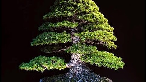 Formal Upright - Bonsai Style Series