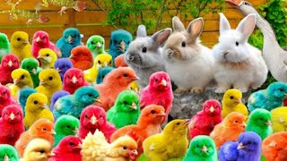 Catching Chickens, Cute Chickens, rainbow chickens, Colorful chickens, Rainbow chickens animals cute