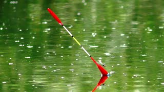 🎣 Рибалка на ПОПЛАВОК - ВІДРО ЗА ЧАС. 🐠 Риболовля на ранковій зорькі.