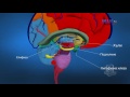 3D Обучение по анатомия – Главен мозък