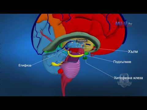 Видео: Коя структура е част от средния мозък?