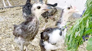 شوفو معايا آخر فوج من الكتاكيت rising chickens at home how to take care of the new chicks