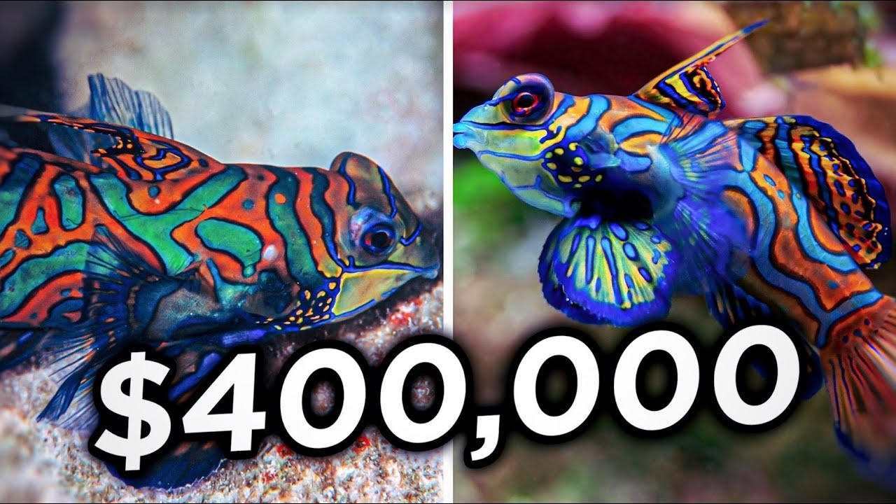 Top 10 Most EXPENSIVE Fish YouTube