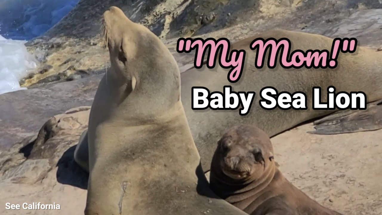 "My Mom!" Baby Sea Lion - "Mommy My Mommy!"