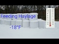 Feeding Haylage at -18°F