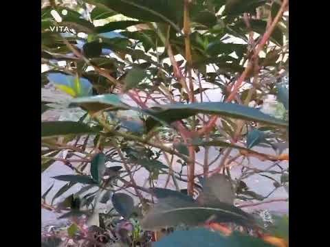 Vídeo: Sobre as plantas de Sanchezia: Aprenda como e onde cultivar Sanchezia