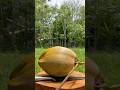 Wow this is a coconut that fell from a tall tree 😱 #coconat