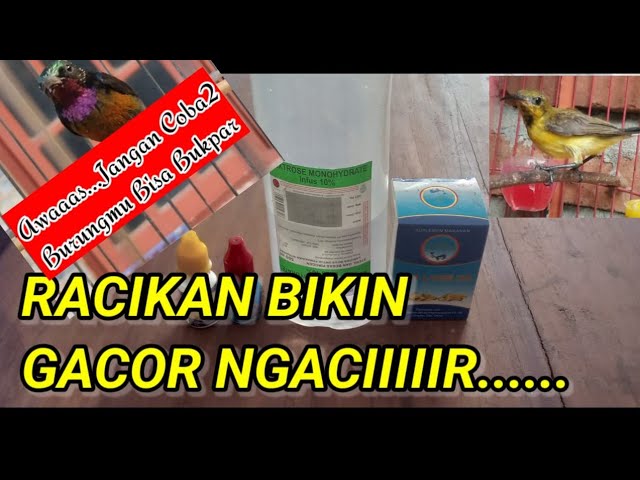 PERAWATAN SOGON KONIN CEPAT GACOR ll PERAWATAN SOGON KONIN BAHAN CEPAT BUNYI class=