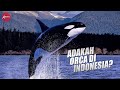 Sang Penguasa Samudra - Paus Orca