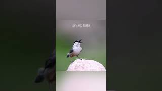 JINJING BATU yang mirip cendet #cendet #jinjing #masteran #anomalitungtungsahur #mirip #viral