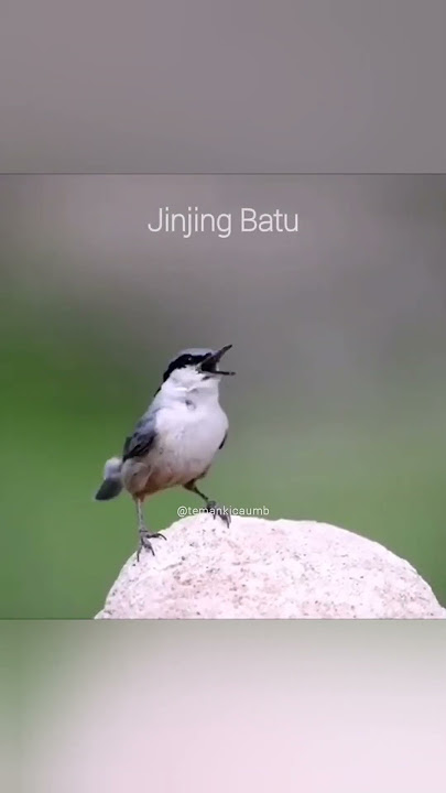 JINJING BATU yang mirip cendet #cendet #jinjing #masteran #anomalitungtungsahur #mirip #viral